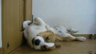 Goro twist / ねじれてるゴローさん お昼寝 20070916 sleeping dog コーギー 犬