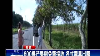 嘉義鹿草鄉芒果  開放免費採收－民視新聞