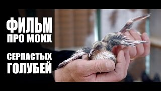 Film about serpasto pigeons / Фильм про моих серпастых голубей