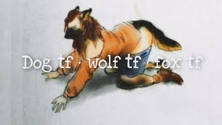 Dog tf | Wolf tf | Fox tf | Animal tf etc etc