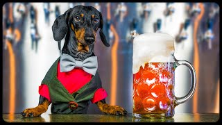 DOG BARTENDER! Funny and crazy animal video!
