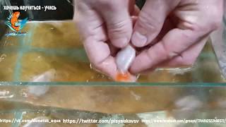 золотая рыбка ранчу, Carassius auratus