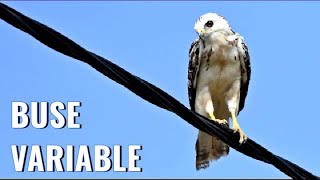 BUSE VARIABLE BLANCHE