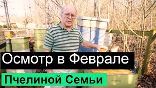 Пасека # 67 Осмотр В Феврале Пчелиной Семьи Пчеловодство для начинающих  Пасека