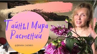 Тайны мира флоры, которые перевернули мои представления о мироздании