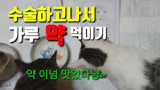 #StoryCat고양이약먹이기중성화#안스러운선물