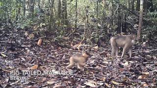 Forest cam - Hutan Tapanuli, North Sumatra