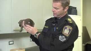 Tracking Our Puppies - WPS K9 Unit Breeding Program Episode #1
