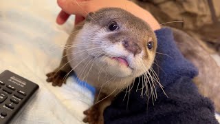 食いしん坊なカワウソがまさかの食事をギブアップ！？ A gourmand otter unexpectedly gives up his meal!