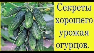 Секреты хорошего урожая огурцов. Сад и огород выпуск 231