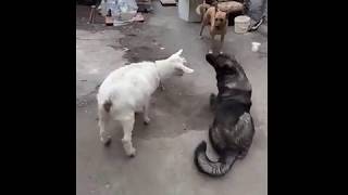 Коза Зина. Ржач. Умора. Смотреть всем. Goat  КОЗА против СОБАКИ !!! Жесть !!! Коза щимит собак !!!