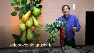 Колоновидные груши, интервью селекционера М.В.Качалкина.