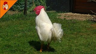 Big White  Leghorn Rooster With a Giant Wattle - Rooster Crowing in the Morning - Rooster Noises