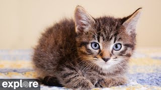 Kitten Cabana - Big Cat Rescue powered by EXPLORE.org