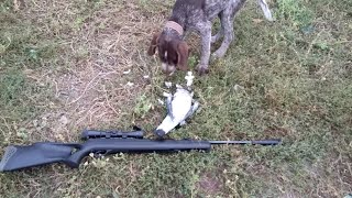 охота на вяхиря с пневматикой хатсан 125 (Evil Hunter)