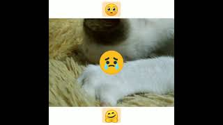 KUCING YANG MALANG. KASIHAN, ANAK KUCING MENGIRA BONEKA ADALAH INDUKNYA. #Shorts
