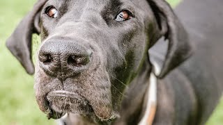 Woman brings home a dog. And then comes the medical surprise.