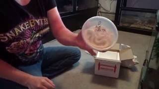 BHB Reptiles Unboxing albino checkered garter snake