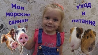 Мои морские свинки. Как ухаживать и кормить.