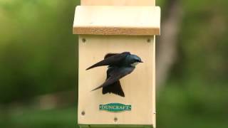 Duncraft's Swallow Bird House 2107