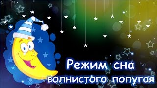 Режим сна волнистого попугая. Что нужно знать?#Волнистый #попугай#уроки по уходу и содержанию