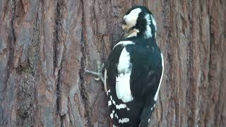 Дятел ест орешки, а морковка ему не нужна / Woodpecker eats nuts, but woodpeckers don't eat carrots