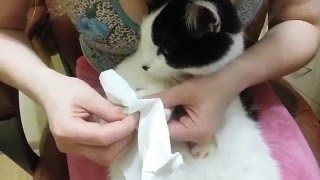 Антицарапки для кошек как одевать✅ Инструкция✅ Секреты ✅Отзывы