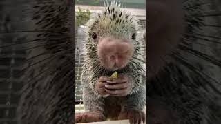 Rico Crunches - Cincinnati Zoo #shorts