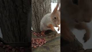 Даю белке шубу с царского плеча, а она не хочет / Squirrel doesn't want a fur coat