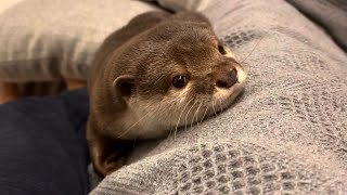 カワウソさくら 洗濯直後のソファカバーにここぞとばかりに匂いをつける otter that understands and rubs as a new blanket