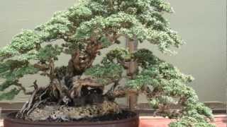 Indonesian bonsai exhibition