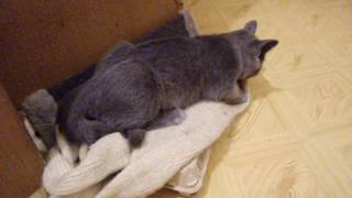 Кот секс гигант/ Cat sex gigant