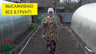 Высаживаю в грунт высокорослые томаты. 