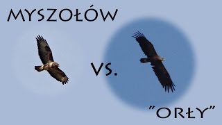 Krajowe drapole cz.1. Myszołów vs. "orły"