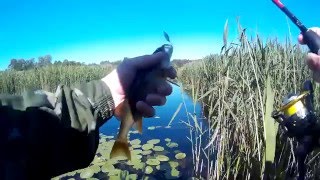 по малой реке с мини колебалками от Lucky John Tr Ima 1,8 и Salmo Hornet F 03