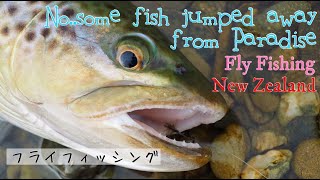 Fly Fishing New Zealand No way! I messed up the Paradise. パラダイスを荒らしてしまった。ニュージーランドでフライフィッシング ブラウントラウト