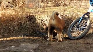 Питомник Милли Олли американская акита 04.03.017