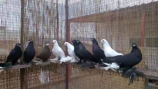 Армавирские короткоклювые бойные голуби (Костя Папандопуло . Афины, Греция )