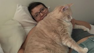 Family adopts 33-pound cat. Now, he's on a weight-loss journey