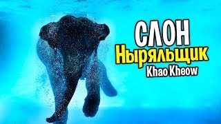 Слон ? в аквариуме ? Диалог со слоном! Что происходит в Кхао Кхео когда уезжают экскурсии? Таиланд