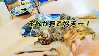猫のおなか撫でシンクロニシティ