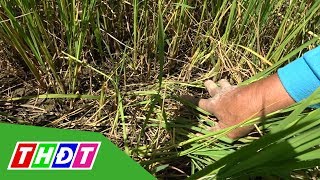 Nông dân khổ vì chuột cắn phá lúa | THDT