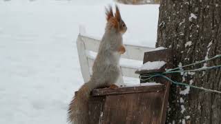 Белки и кормушка / Squirrels and feeder