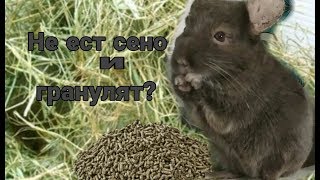 Шиншилла не ест гранулят и сено. Что делать?