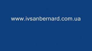 Груминг Вэст Хайленд вайт Терьера с Iv San Bernard