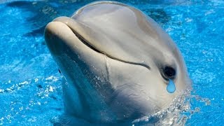 Lik if u cri evertim █ Dubstep Dolphin