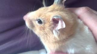 Syrian Hamsters | Are They Right For You?