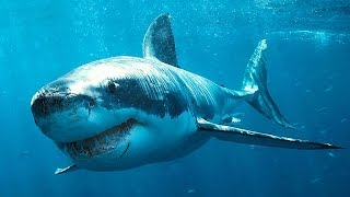 МВ Флорида Кархарадон Русская рыбалка 3.7.5