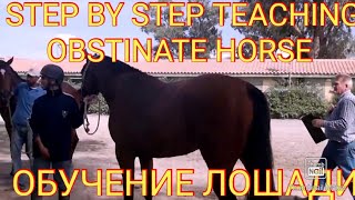 How we teach obstinate Godolphin horse.Как мы работали над "сложной" строптивой лошадью.