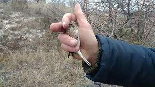 Орнитологическая сеть офигенное новое место ловли 20 10 19